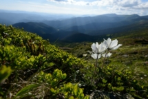 Schöne weiße Blumen im Hochgebirge