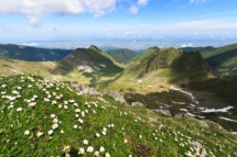 Schöne weiße Blumen im Hochgebirge