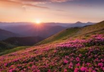 Berge bei Blumenblüte und Sonnenaufgang. Blumen auf Berghügeln. Natürliche Landschaft