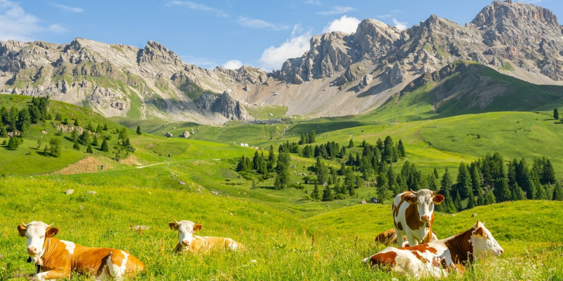 Alpenlandschaft mit Kuh auf grüner Wiese