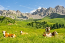 Alpenlandschaft mit Kuh auf grüner Wiese