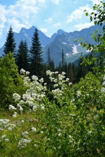 Sommerlandschaft mit weißen Blumen, Kiefern und Bergen