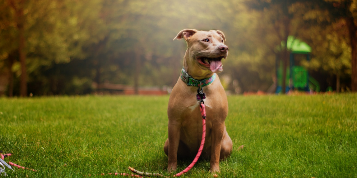 brown short coated dog running on green grass field during daytime