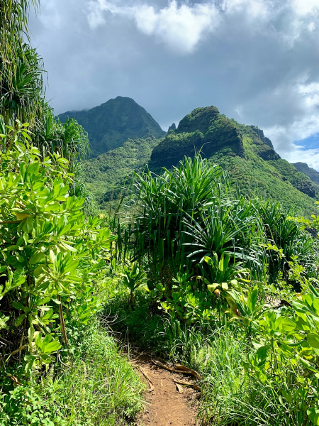 a dirt path in the middle of a lush green forest