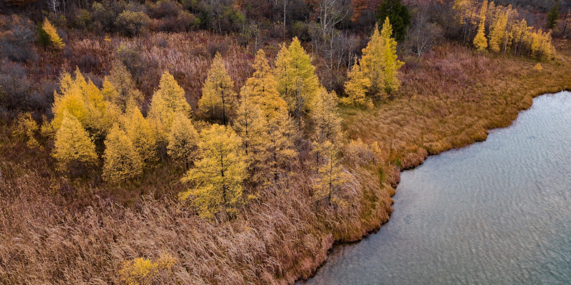 green leafed trees near body of water