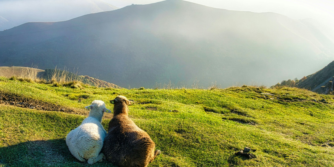 sheep sitting on a hill