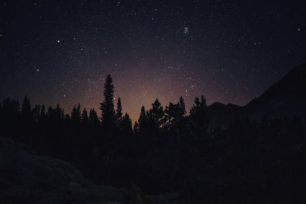 forest during night