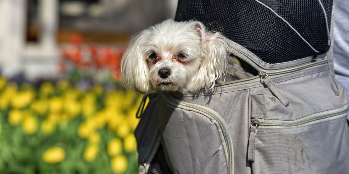 little dog, nature, dog, animal, mammal, canine, pet, domestic, dog in backpack, backpack, dog's head, pocket, cute, adorable, doggy, white doggy, coat, long haired
