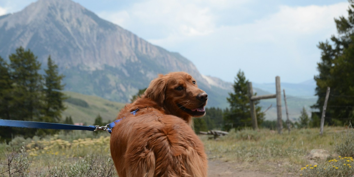 golden retriever on green grass field during daytime