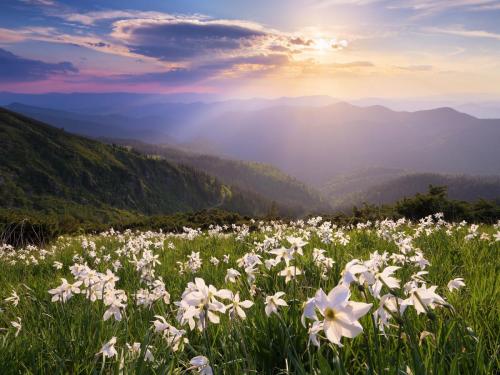 Lichtung mit weißen Blumen in den Bergen